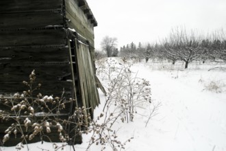 Dilapidated cabin stands against a snowy backdrop, bordered by bare trees in London, Ontario,