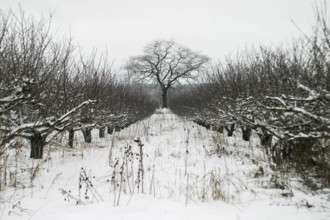 A lone tree stands at the center of a snow-covered orchard, creating a stark winter scene in