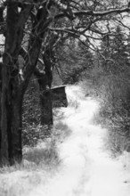 A narrow snowy path through barren trees in a black and white setting in London, Ontario, Canada,