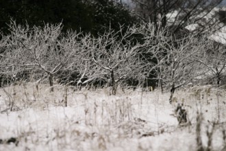 Frost-covered branches line a snow-covered field, evoking a still winter day in London, Ontario,