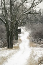 A tranquil snowy path with bare trees under a grey sky in London, Ontario, Canada, North America