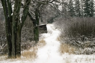 Snowy path winding through trees in a calm and muted winter landscape in London, Ontario, Canada,