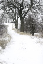 A snow-covered path lined with bare trees on a cold winter day in London, Ontario, Canada, North