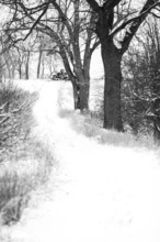 Monochrome snowy path through trees, evoking solitude and cold in London, Ontario, Canada, North