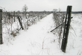 Desolate vineyard in winter, snow covering the ground and bare vines in London, Ontario, Canada,