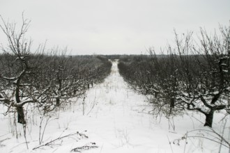 Symmetrical snowy orchard with bare trees under an overcast sky in London, Ontario, Canada, North