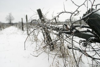 Snow-covered vineyard with bare vines under a grey sky, evoking desolation in London, Ontario,