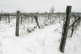 Snow-covered vineyard with wooden posts and bare vines in London, Ontario, Canada, North America