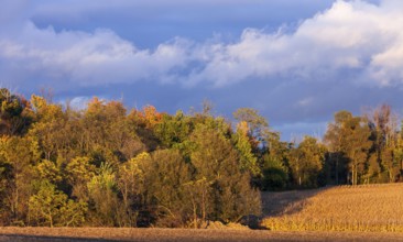 Colorful autumn trees under a dramatic cloudy sky in St. Thomas, Ontario, Canada, North America