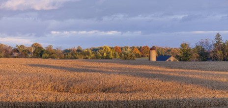 Golden fields stretch towards a distant silo in autumn in St. Thomas, Ontario, Canada, North
