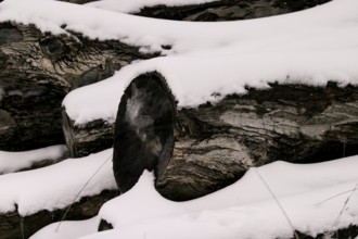Close-up of snow-covered logs showing the texture of wood in London, Ontario, Canada, North America