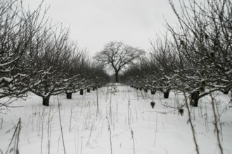 Snow-laden orchard extends toward a lone tree with symmetrical rows in London, Ontario, Canada,