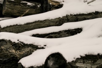 Snow-covered logs lie piled in a winter scene in London, Ontario, Canada, North America