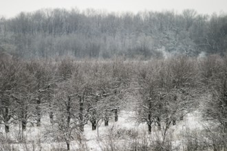 A serene winter forest with snow-covered trees under an overcast sky in London, Ontario, Canada,