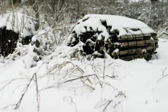 Snow-covered woodpile surrounded by sparse, frosty plants in London, Ontario, Canada, North America