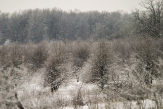 Trees covered with light snow in a misty, serene forest in London, Ontario, Canada, North America