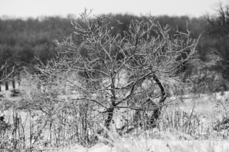 A frosty, bare tree stands isolated in a snow-covered field in London, Ontario, Canada, North