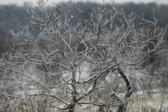 Intricate frost covers the branches of a tree in a winter landscape in London, Ontario, Canada,
