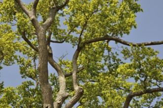 The Leguay oak Bord-Louviers State Forest Eure Normandy, France