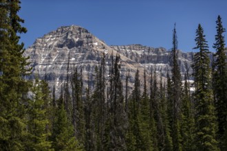 Rocky mountain top rising over pine forest and clear skies inside Yoho National Park, in British