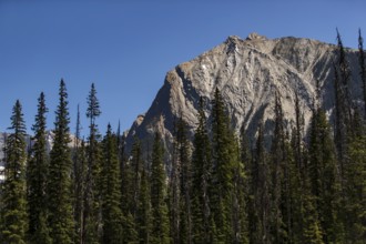 Tall mountain peak surrounded by a thick forest under a blue sky inside Yoho National Park, in