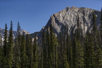 Rocky mountains with towering trees under a clear blue sky inside Yoho National Park, in British