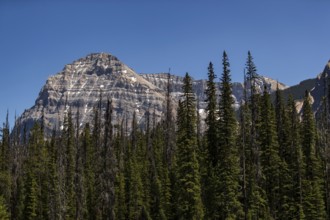 Prominent mountain towering over a mix of dense trees and clear sky inside Yoho National Park, in