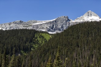Prominent mountain peaks with snow and dense forest below near Selkirk, British Columbia, Canada,