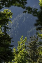 Sunlit green forest with distant mountain view framed by tree branches in Revelstoke, British