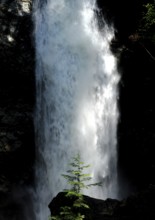 Tall waterfall with tree at its base in a forest inside Cascade Falls Regional Park, Deroche,