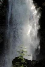 Majestic waterfall cascading beside a small tree inside Cascade Falls Regional Park, Deroche,