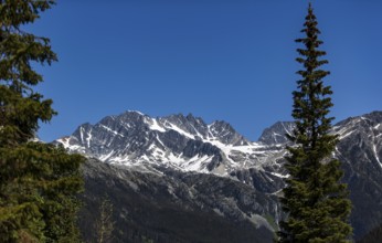 Snowy mountain peaks surrounded by a lush forest under clear skies as viewed along the Trans Canada