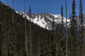 Snow-capped mountains against a clear blue sky framed by forest trees near Revelstoke, British