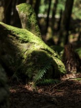 Moss-covered log with ferns in a sunlit forest scene inside Cascade Falls Regional Park, Deroche,