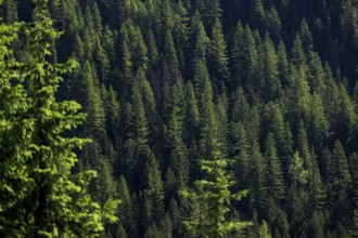 Thick evergreen forest with a sea of green treetops filling the scene in Revelstoke, British