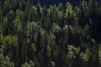 Deep green forest with varied tree heights and patches of sunlight in Revelstoke, British Columbia,