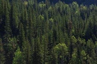Lush green forest densely packed with sunlight filtering through in Revelstoke, British Columbia,