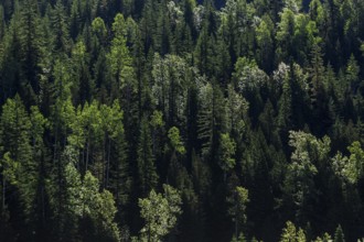 Dense green forest with sunlight illuminating lush treetops in Revelstoke, British Columbia,
