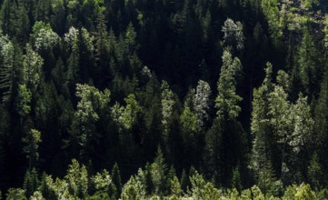 Dense green forest with sunlight highlighting patches of trees in Revelstoke, British Columbia,