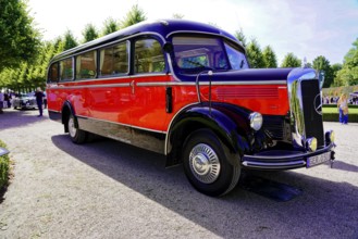MERCEDES-BENZ 3500, built in 1950, retro bus in a sunny park with trees, Oldtimer Classic, Gala