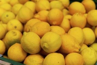 Farmer's market on the Münsterplatz, Stall, Ulm, Baden-Württemberg, Germany, Europe, Fresh yellow