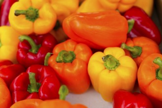Farmers' market on Münsterplatz, Stall, Ulm, Baden-Württemberg, Germany, Europe, Colourful peppers