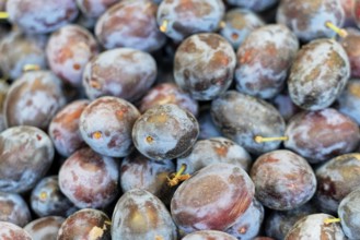 Farmer's market on the Münsterplatz, stall, Ulm, Baden-Württemberg, Germany, Europe, close-up of