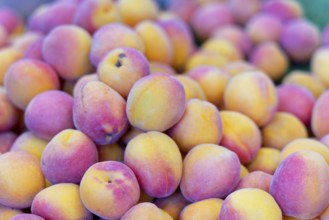 Farmers' market on Münsterplatz, Stall, Ulm, Baden-Württemberg, Germany, Europe, Fresh apricots