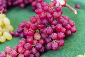 Farmer's market on the Münsterplatz, Stall, Ulm, Baden-Württemberg, Germany, Europe, Red grapes on