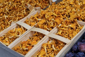 Farmers' market on Münsterplatz, stall, Ulm, Baden-Württemberg, Germany, Europe, Fresh chanterelles