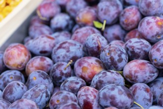 Farmer's market on Münsterplatz, stall, Ulm, Baden-Württemberg, Germany, Europe, close-up of fresh