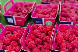 Farmer's market on Münsterplatz, Stall, Ulm, Baden-Württemberg, Germany, Europe, Fresh raspberries