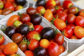 Farmers' market on Münsterplatz, stall, Ulm, Baden-Württemberg, Germany, Europe, Multicoloured