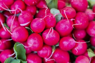 Farmers' market on Münsterplatz, Stall, Ulm, Baden-Württemberg, Germany, Europe, Fresh red radishes